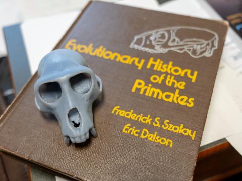 A 3D printed skull of an imaginary monkey sits atop a book titled Evolutionary History of the Primates.