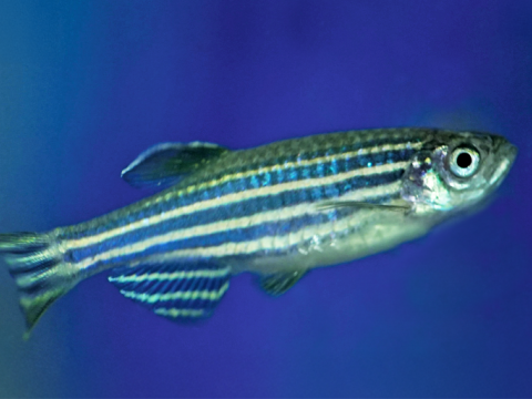One zebrafish swimming.