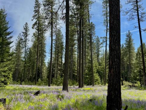 A field with ponderosa pine with burn marks at the trunk.