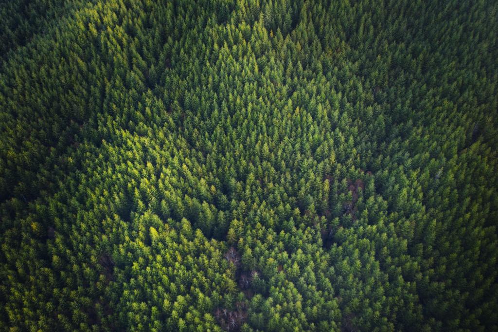 Aerial view of a Douglas fir forest.