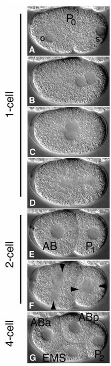A seven-frame microscopy image that shows a cell dividing into two and then four cells.
