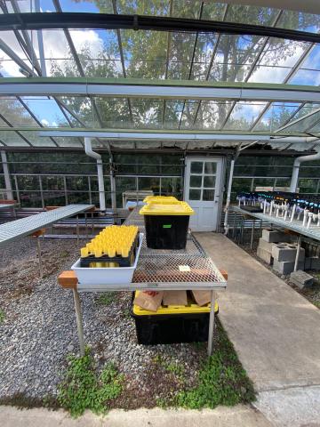 Bins of soil samples sit on a metal mesh-topped table inside a glass-roofed greenhouse.