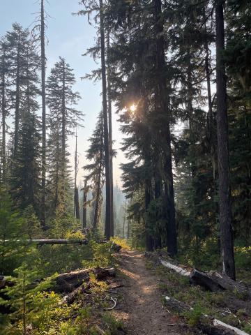 A forest path, flanked on one side by a tree and on the other by a