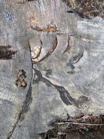 A top-down photo of a tree stump that shows embedded slashes from fire scarring.