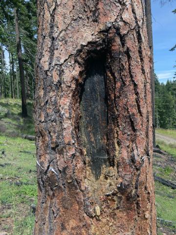 An oval-shaped hole in a pine tree’s bark.