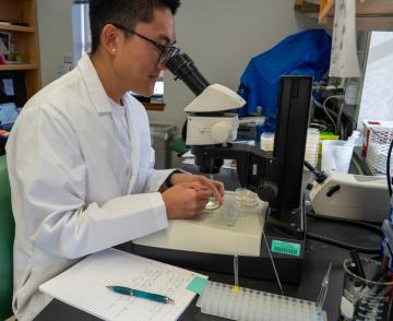 A student in a lab coat looks through a microscope at a petri dish. 