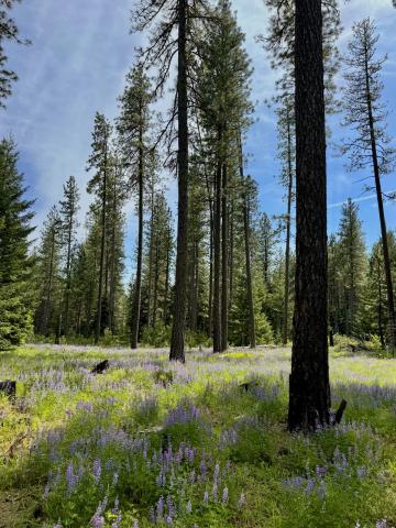 A field with ponderosa pine with burn marks at the trunk.