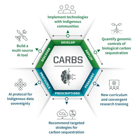 Graphic of the CARBS logo. The CARBS project will build a multi-source A I tool, implement technologies with Indigenous communities, and quantify genomic controls of biological carbon sequestration. It will include A I protocols for Indigenous data sovereignty, recommend target strategies for carbon sequestration, and new curriculum and convergent research training. 