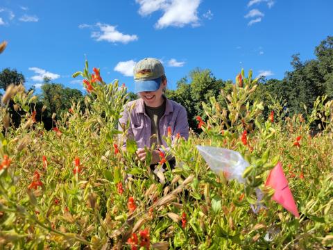 Olivia Wilborn-Pilotte crouches in a field of blooming monkeyflowers to collect nectar from the flower.