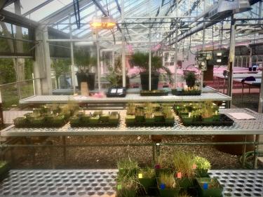 greenhouse interior