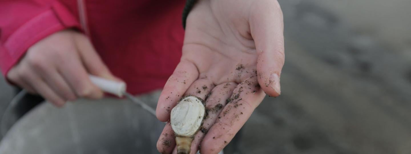 Hand with bucket holds shell