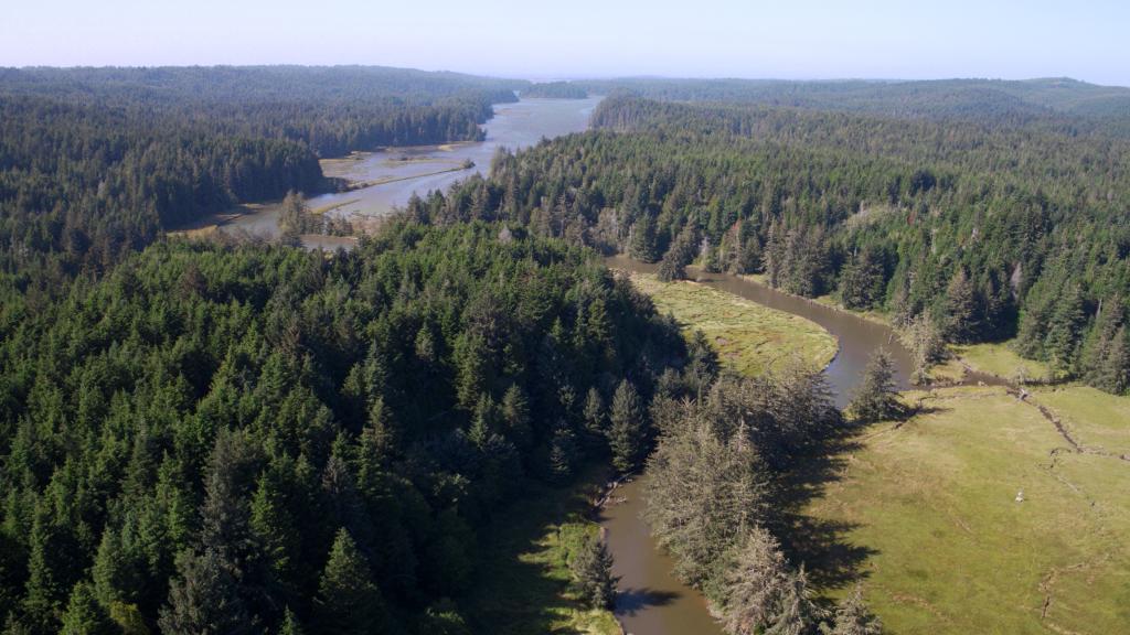 An aerial photo of trees and water at the Coos Bay Estuary.